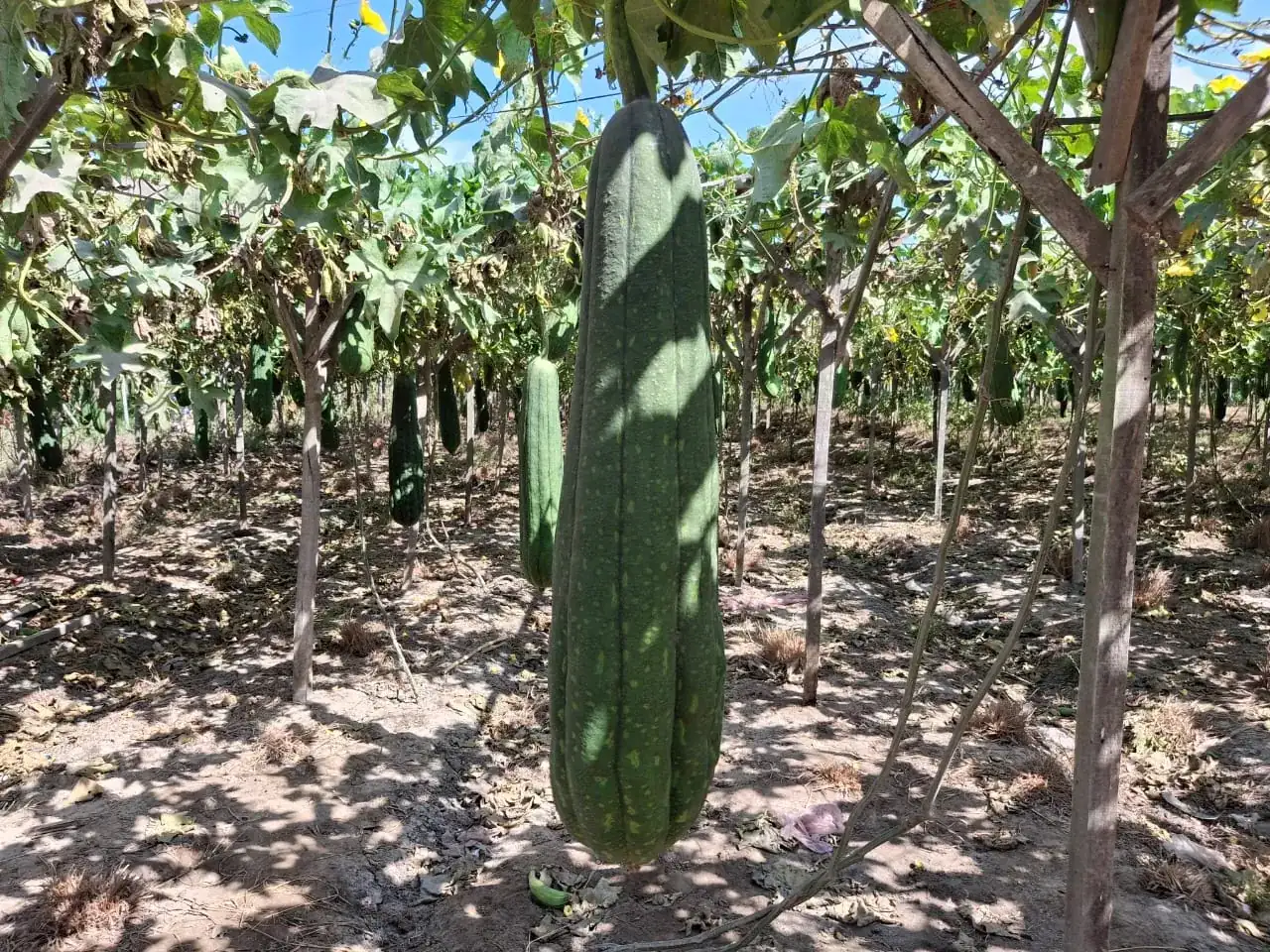 Raw Loofah (Raw Material Bales) thumbnail 7