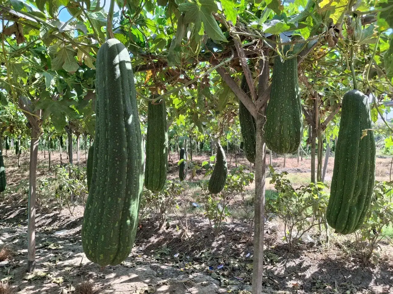 Raw Loofah (Raw Material Bales) thumbnail 6
