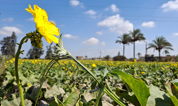 Agro Village Vision